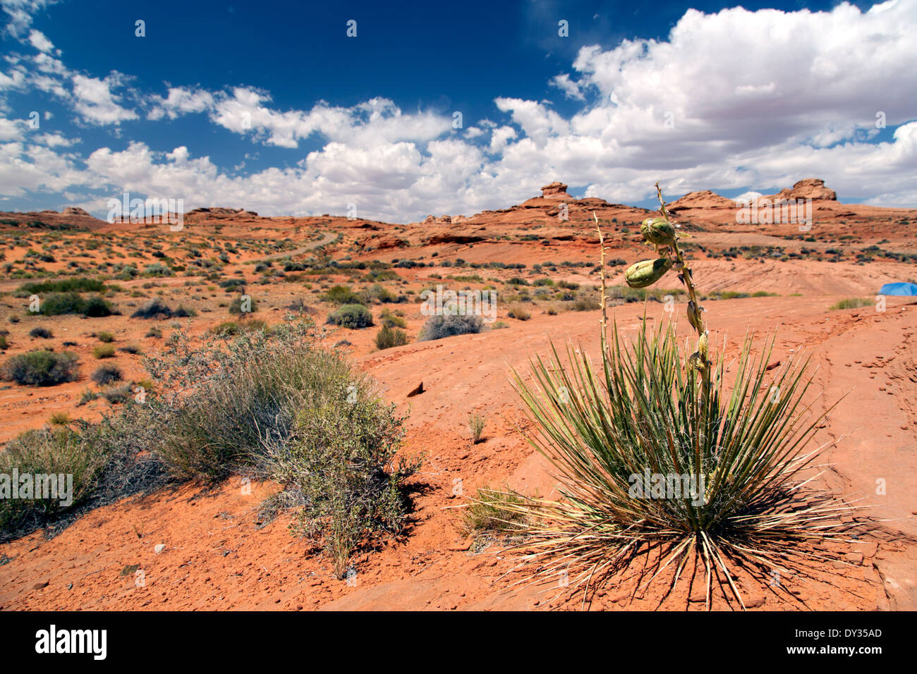 Eine rote Sandwüste in der Nähe von Page, Arizona Stockfoto