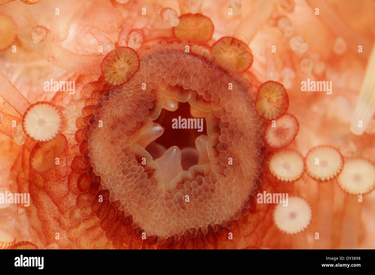 Seeigel Jaws - Psammechinus miliaris Stockfoto