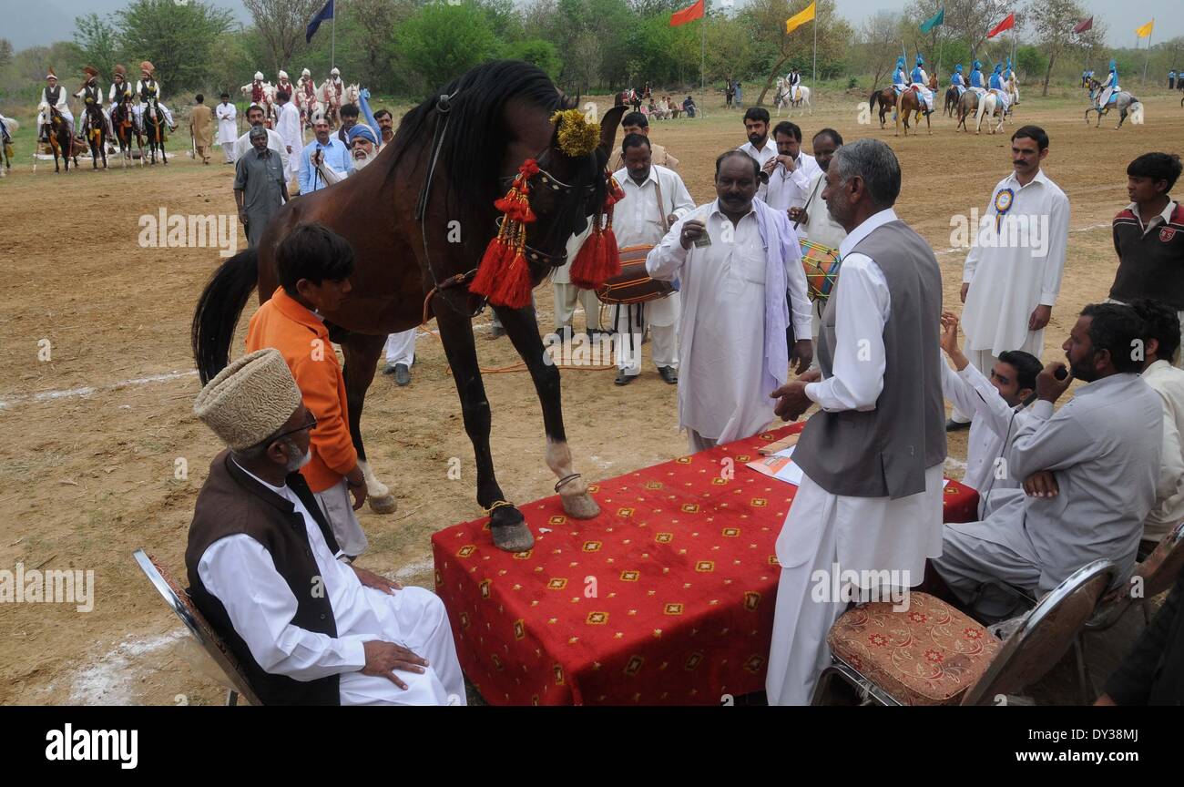 PAKISTAN, Islamabad-April 05:A pakistanische Pferd tanzt vor der Teilnahme an einem dreitägigen Zelt pegging oder Neza-Bazi traditionelle Wettbewerb anlässlich der Einführung des "Jashn-e-Baharan" oder Frühlingsfest in Islamabad am 5. April 2014.  Die pakistanische Reiter tragen Trachten (Shalwar Kameez und traditionellen Turban auf dem Kopf) beteiligen sich das Zelt pegging-Spiel versuchen Sie zu treffen und den Boden mit einem Speer der genagelten Holzklotz ausziehen. Spieler beginnen, ihre Pferde laufen und versuchen, das Ziel zu treffen, und holen Sie es mit Lanze. Bildnachweis: Pazifische Presse/Alamy Live-Nachrichten Stockfoto