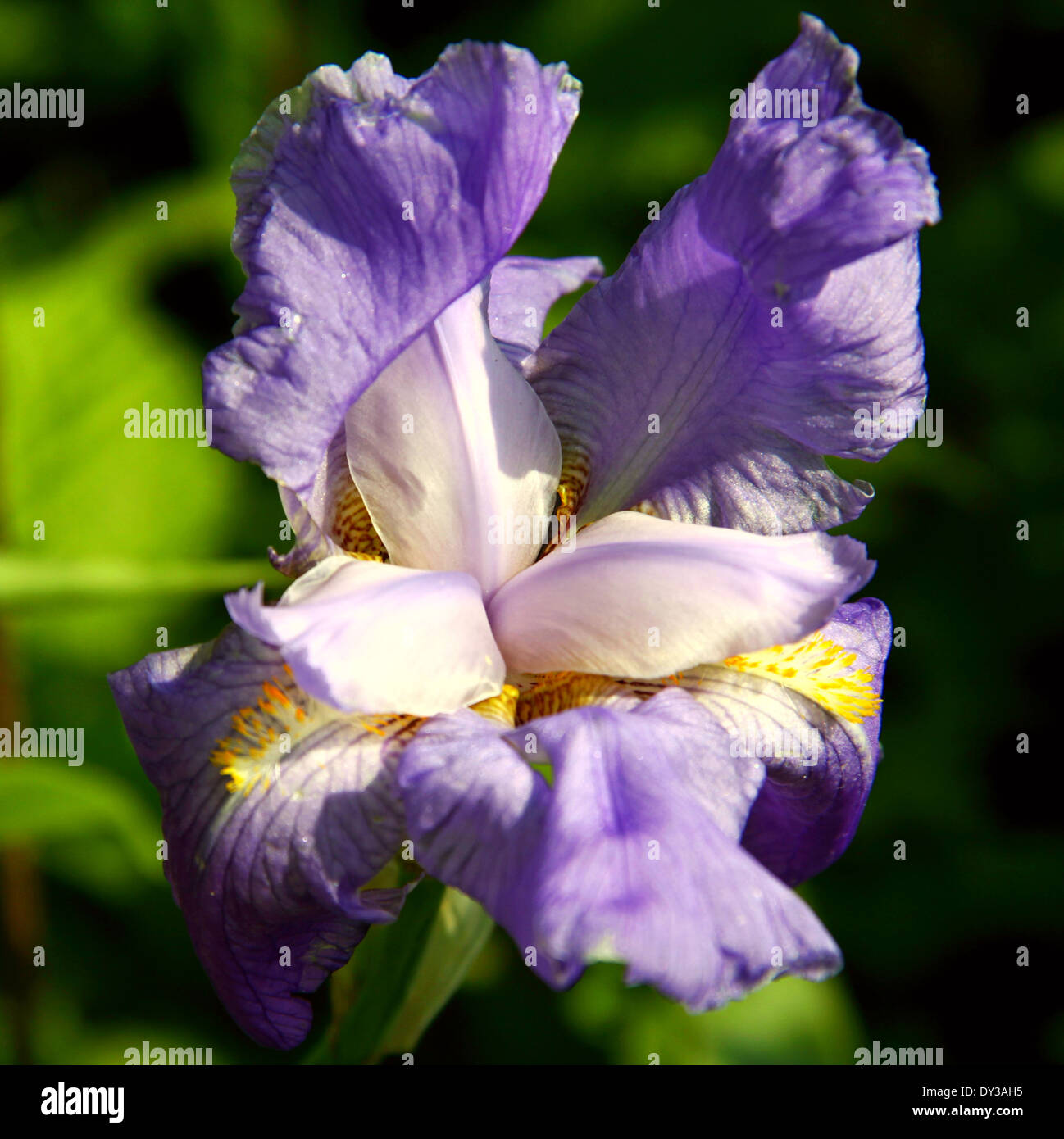 Nahaufnahme einer Blüte Iris auf unscharfen Hintergrund. Es nimmt seinen Namen von dem griechischen Wort für einen Regenbogen. Stockfoto