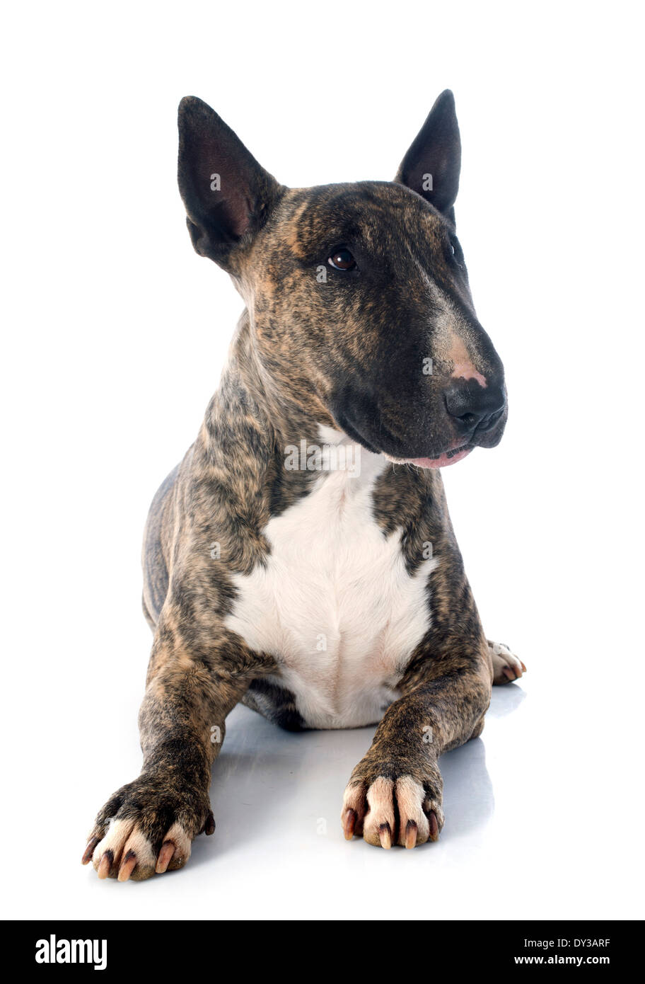 Bull Terrier vor weißem Hintergrund Stockfoto