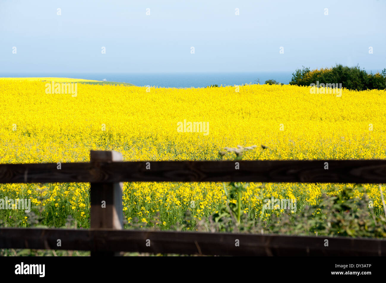 Felder, die mit hellen gelben Raps Blumen bedeckt Stockfoto
