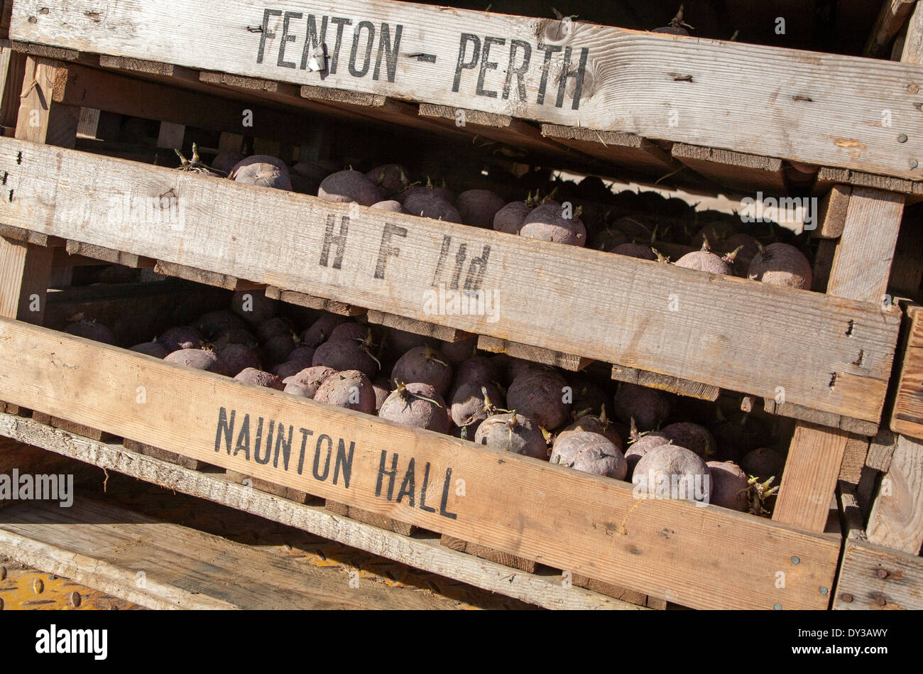 Pflanzkartoffeln bereit für die Bepflanzung im Hof Kartoffeln Schalen, Orford, Suffolk, England Stockfoto