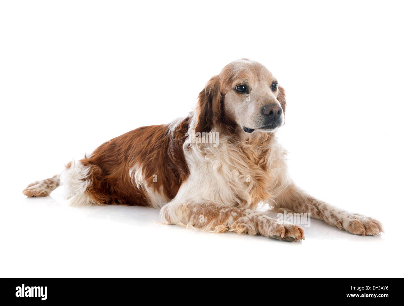 Porträt von einem Brittany Spaniel vor weißem Hintergrund Stockfoto