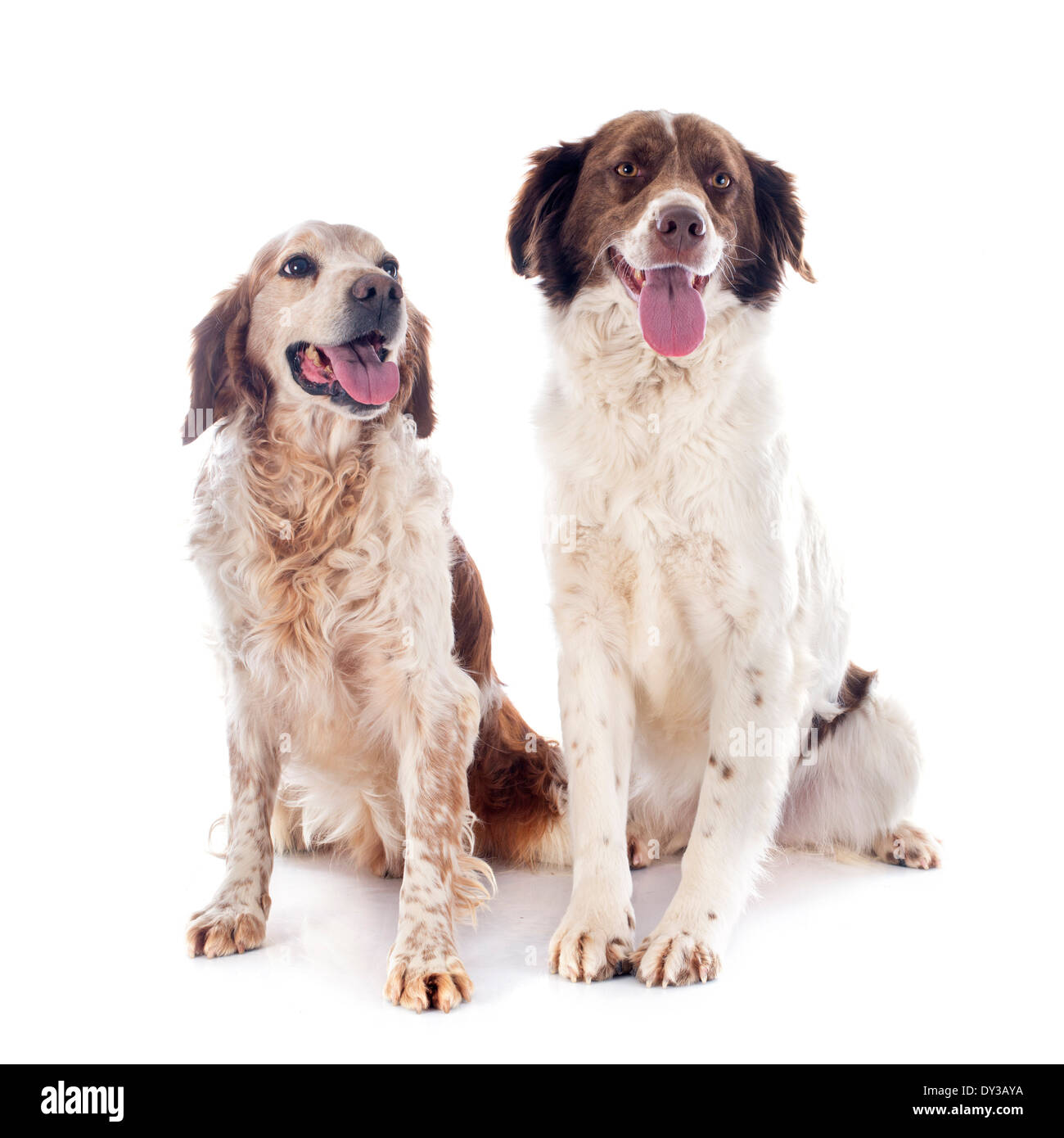 zwei Spaniel vor weißem Hintergrund Stockfoto