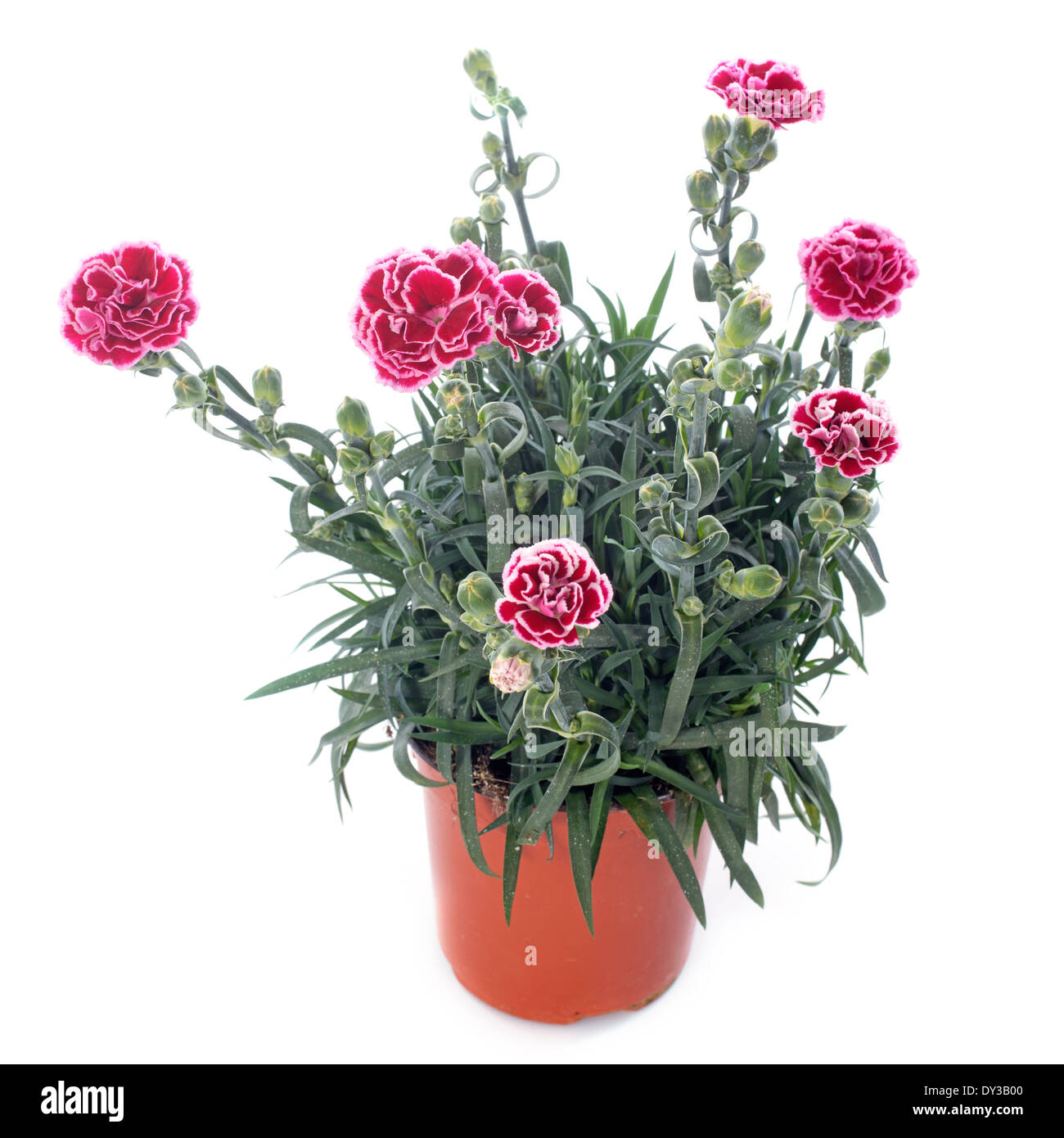 Dianthus Caryophyllus vor weißem Hintergrund Stockfoto