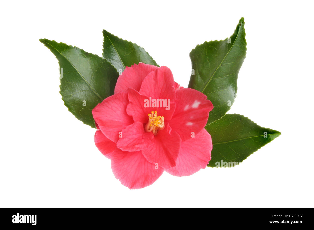 Rote Kamelie und glänzenden immergrünen Blätter isoliert gegen weiß Stockfoto
