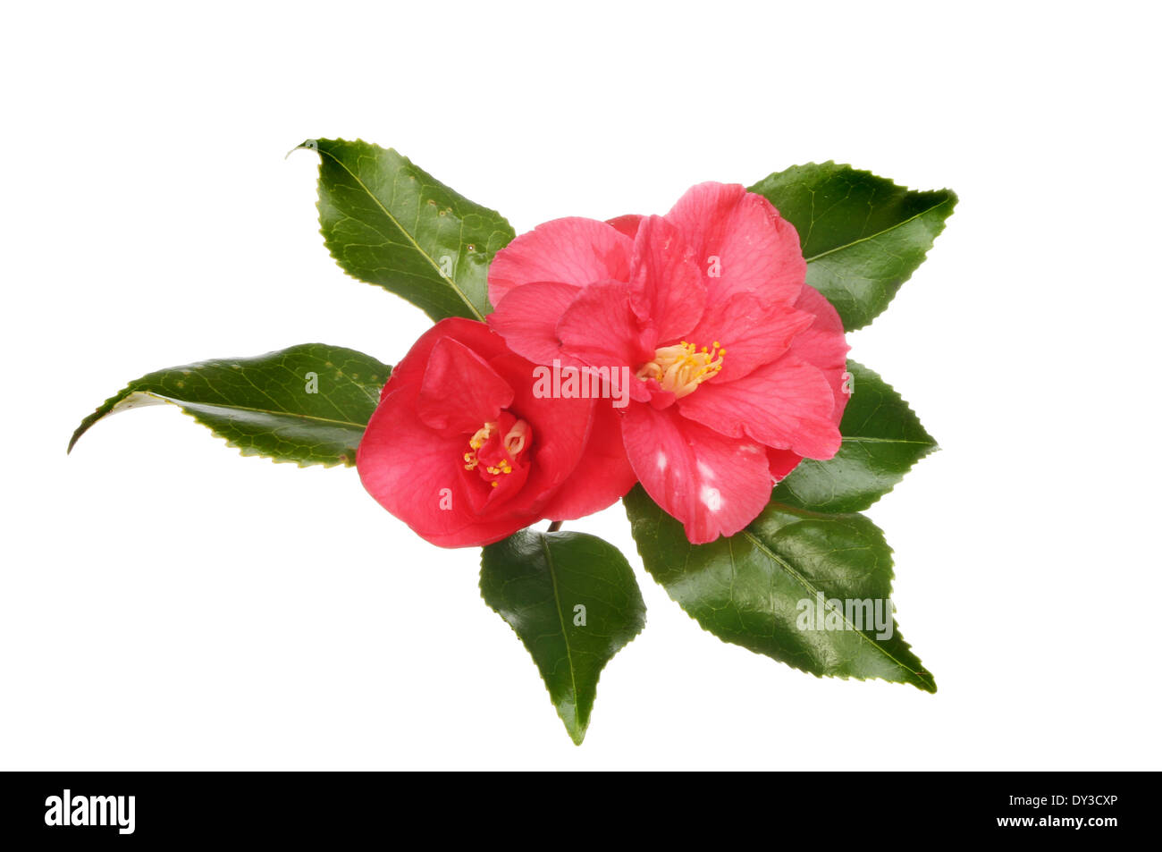 Zwei rote Kamelie und glänzenden immergrünen Blätter isoliert gegen weiß Stockfoto