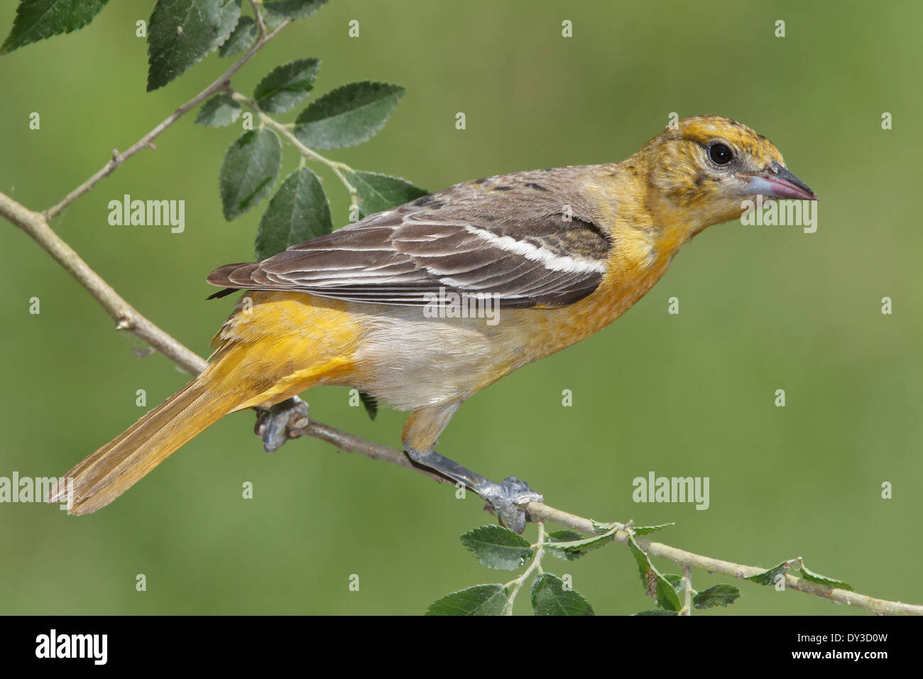 Baltimore Oriole - Ikterus Galbula - erwachsenes Weibchen Stockfoto