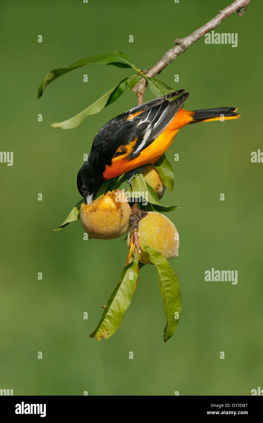 Baltimore Oriole - Ikterus Galbula - Männchen Stockfoto