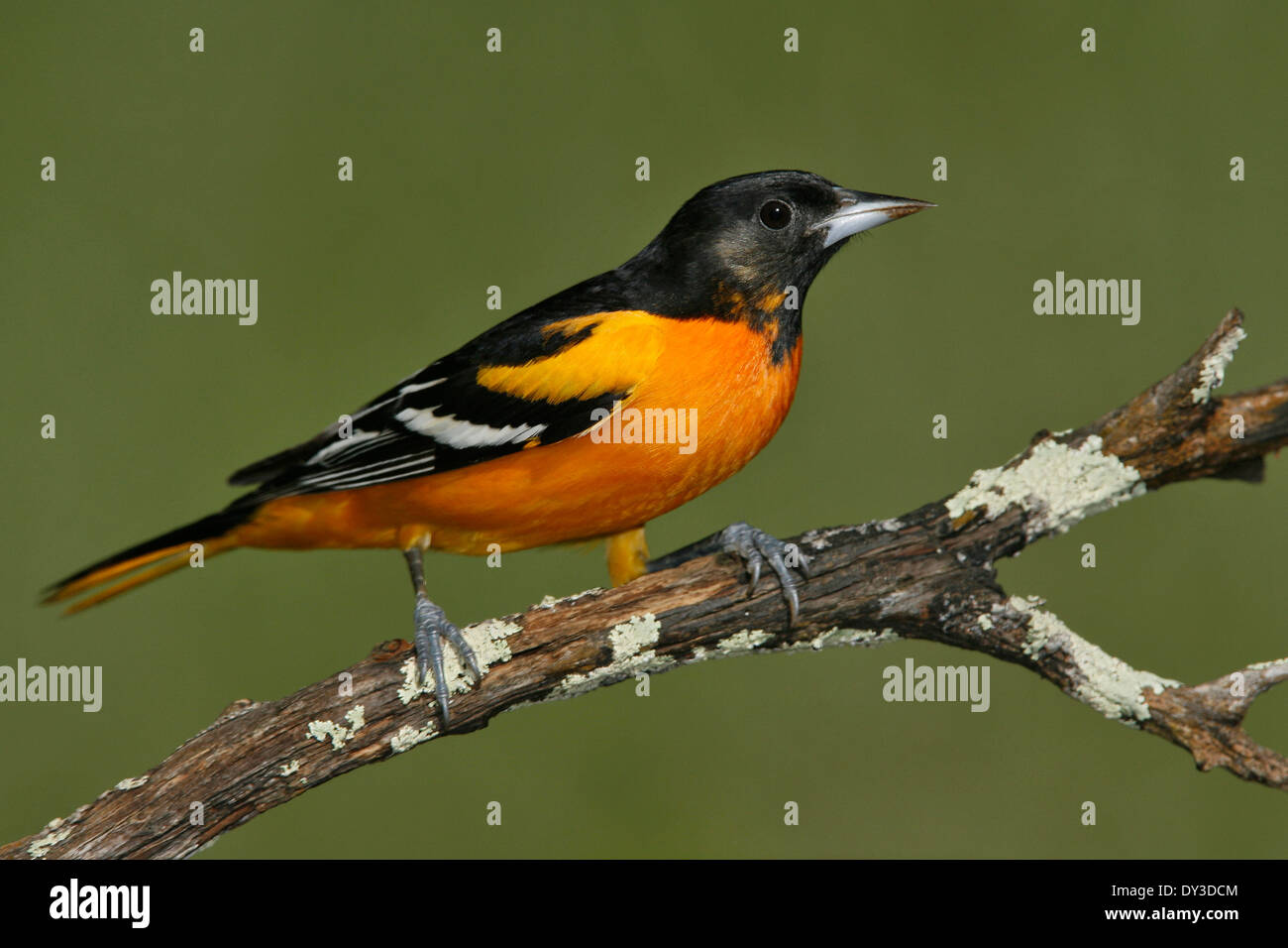 Baltimore Oriole - Ikterus Galbula - Männchen Stockfoto