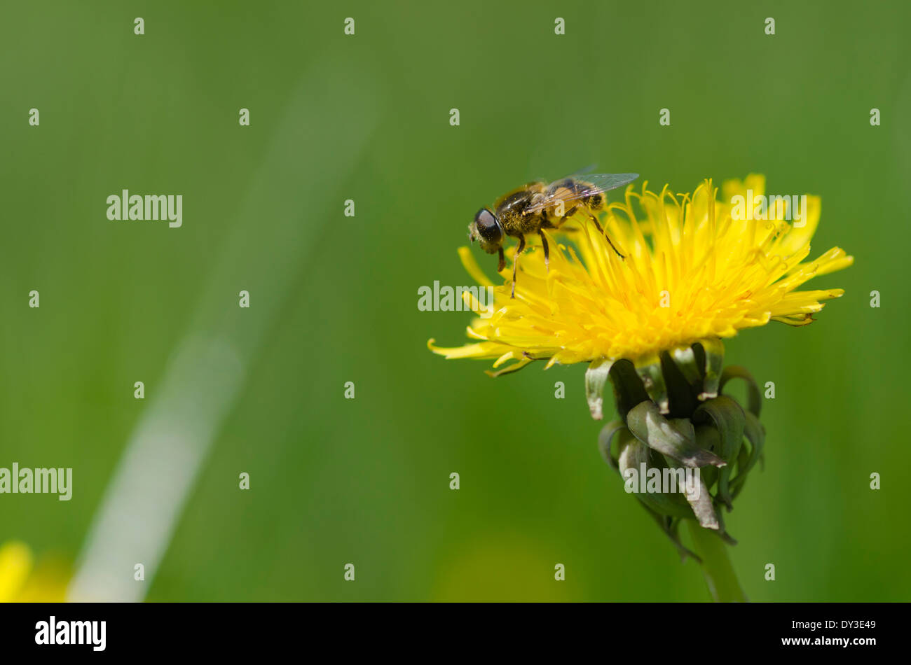 Ein Hoverfly auf einem Löwenzahn Blume auf einer sonnigen Wiese Cumbrian Stockfoto