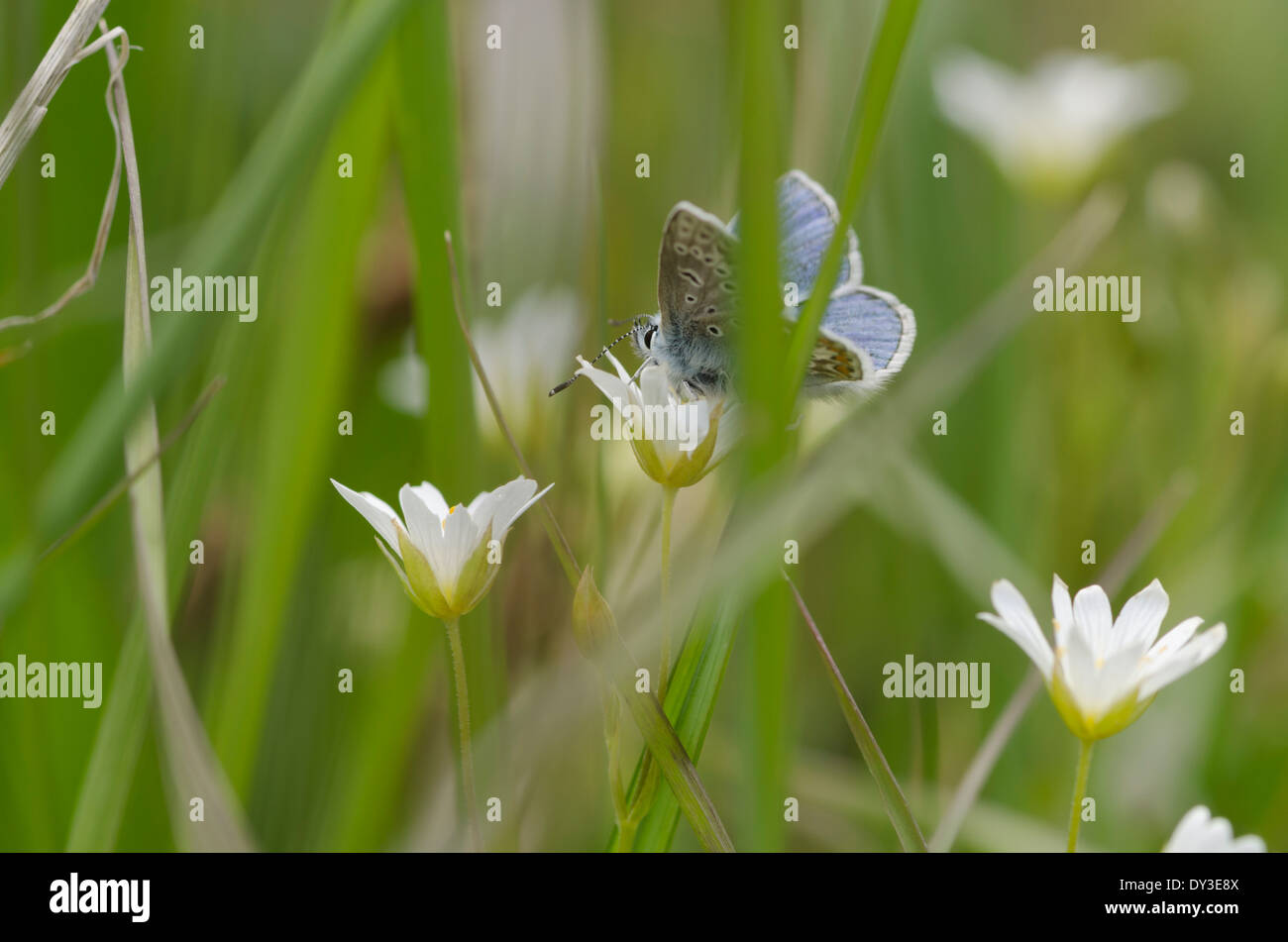 Einen gemeinsamen blauen Schmetterling auf einer weißen wilden Blume auf einer sonnigen Wiese Cumbrian Stockfoto
