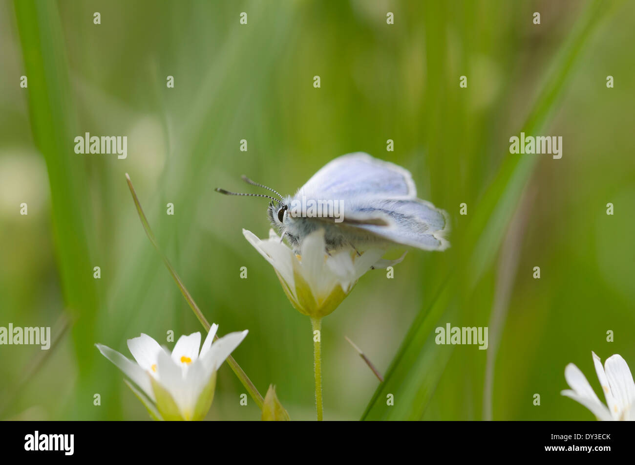 Einen gemeinsamen blauen Schmetterling auf einer weißen wilden Blume auf einer sonnigen Wiese Cumbrian Stockfoto