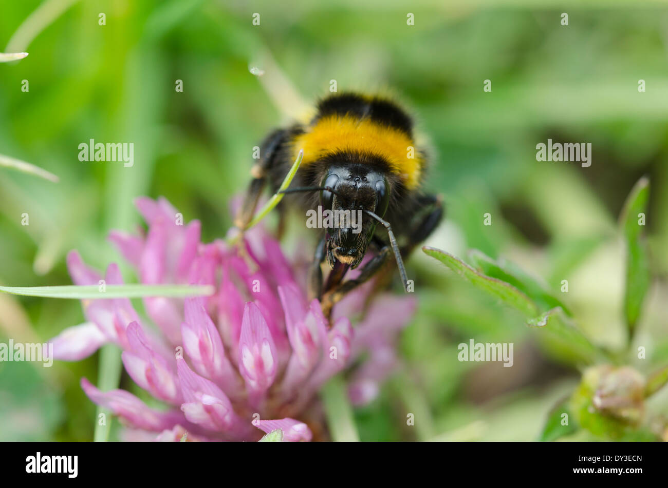 Auge in Auge mit eine Hummel Fütterung auf eine rote Nelken in eine Sonnenwiese Cumbrian. Die Augen der Biene sind sichtbar Stockfoto