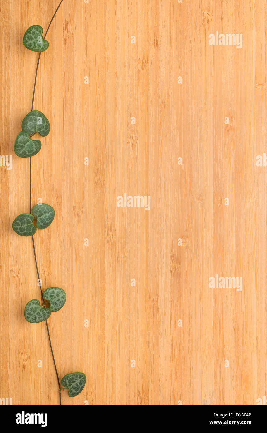 Textur des Bambus mit einem schönen Zweig, hölzernen Hintergrund Stockfoto