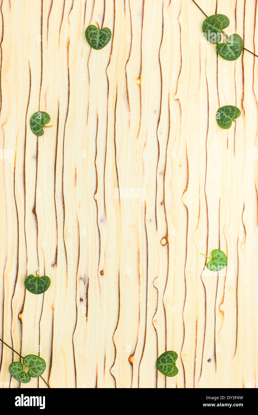 Blätter von Ceropegia Woodii auf Holz Textur, "Eis-Baum" Stockfoto