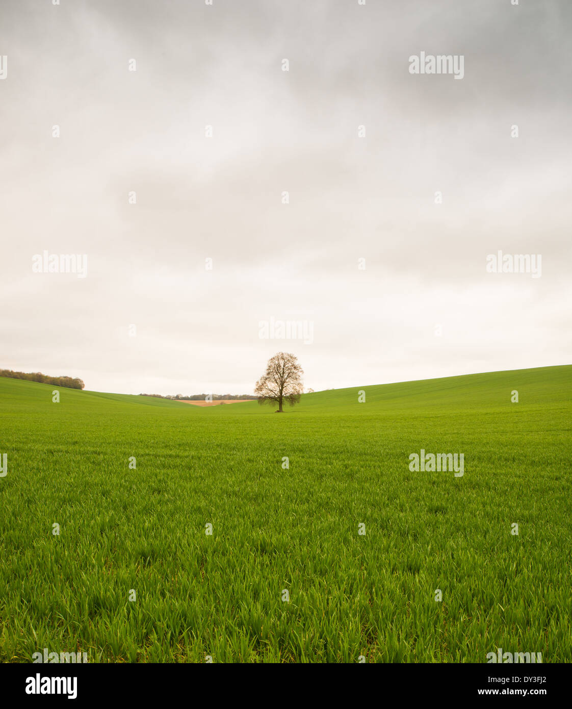 Baum, Feld, grün, Grass, Himmel, Landschaft, blau, Wolke, Natur, Umwelt, Tag, Sommer, idyllische, Land, Horizont, Ländliches Motiv, M Stockfoto