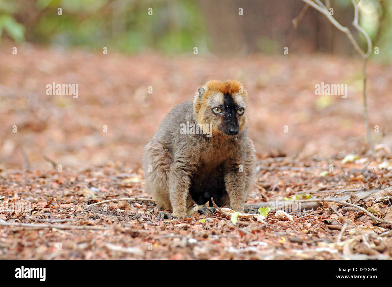 Rot-konfrontierte braune Lemur (Eulemur Rufus), im Berenty, Madagaskar, wo sie eingeführt werden. Das Verbreitungsgebiet ist weiter nördlich. Stockfoto