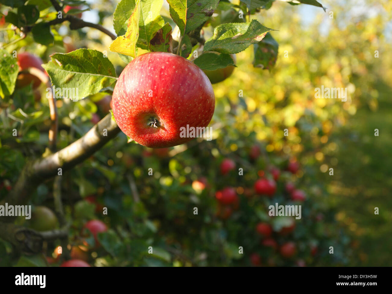 Reifer roter Apfel auf einem Baum bereit zu holen. Stockfoto