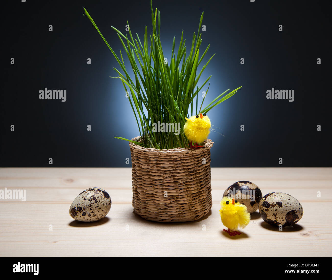 Ostern Stillleben Mit Eiern Huhnern Rasen In Einem Korb Farbigen Hintergrund Wachteleier Tiere Kunst Baby Hintergrunde Bas April Stockfotografie Alamy
