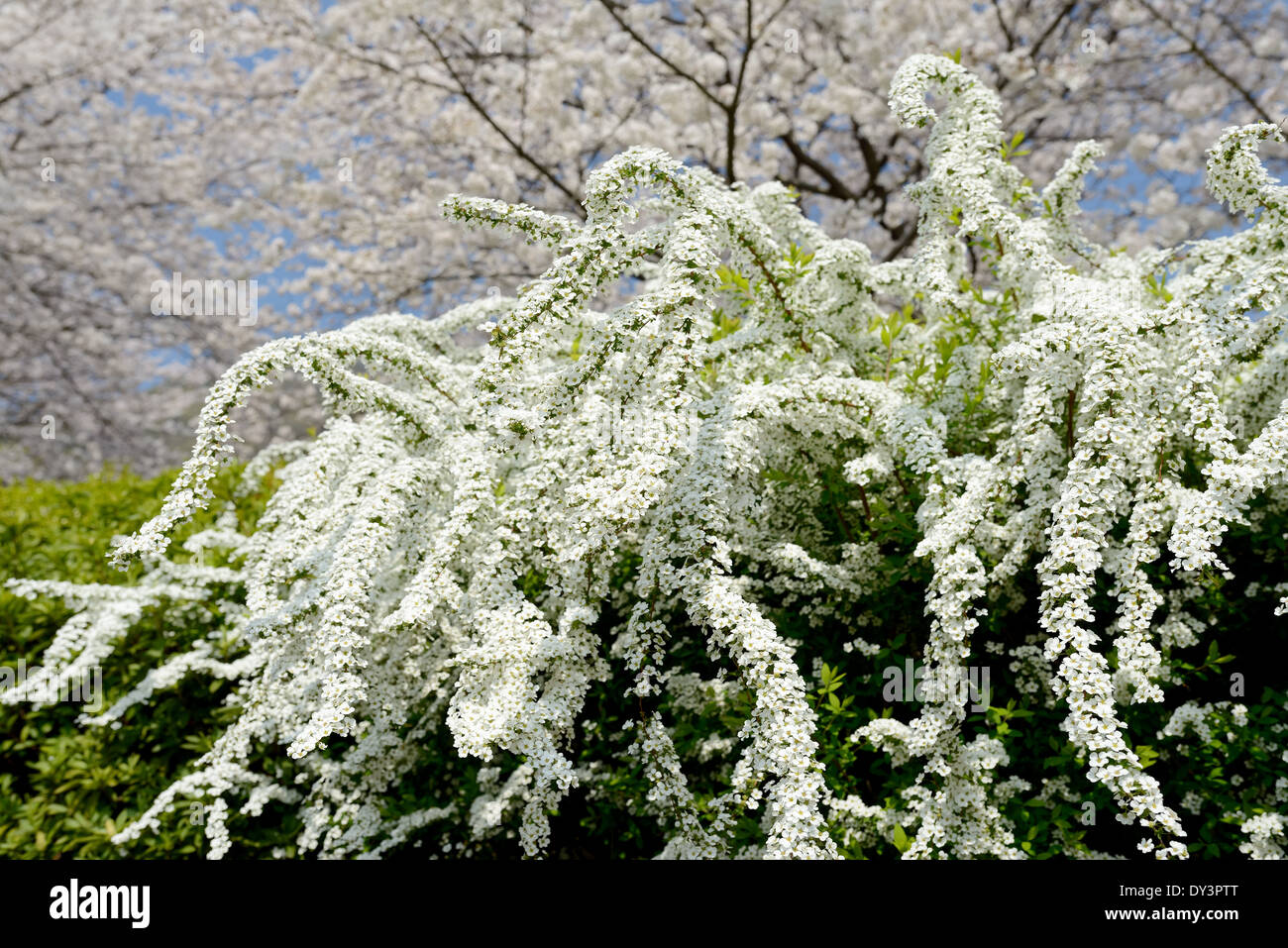 Grüner strauch mit weißen blumen Fotos und Bildmaterial in hoher