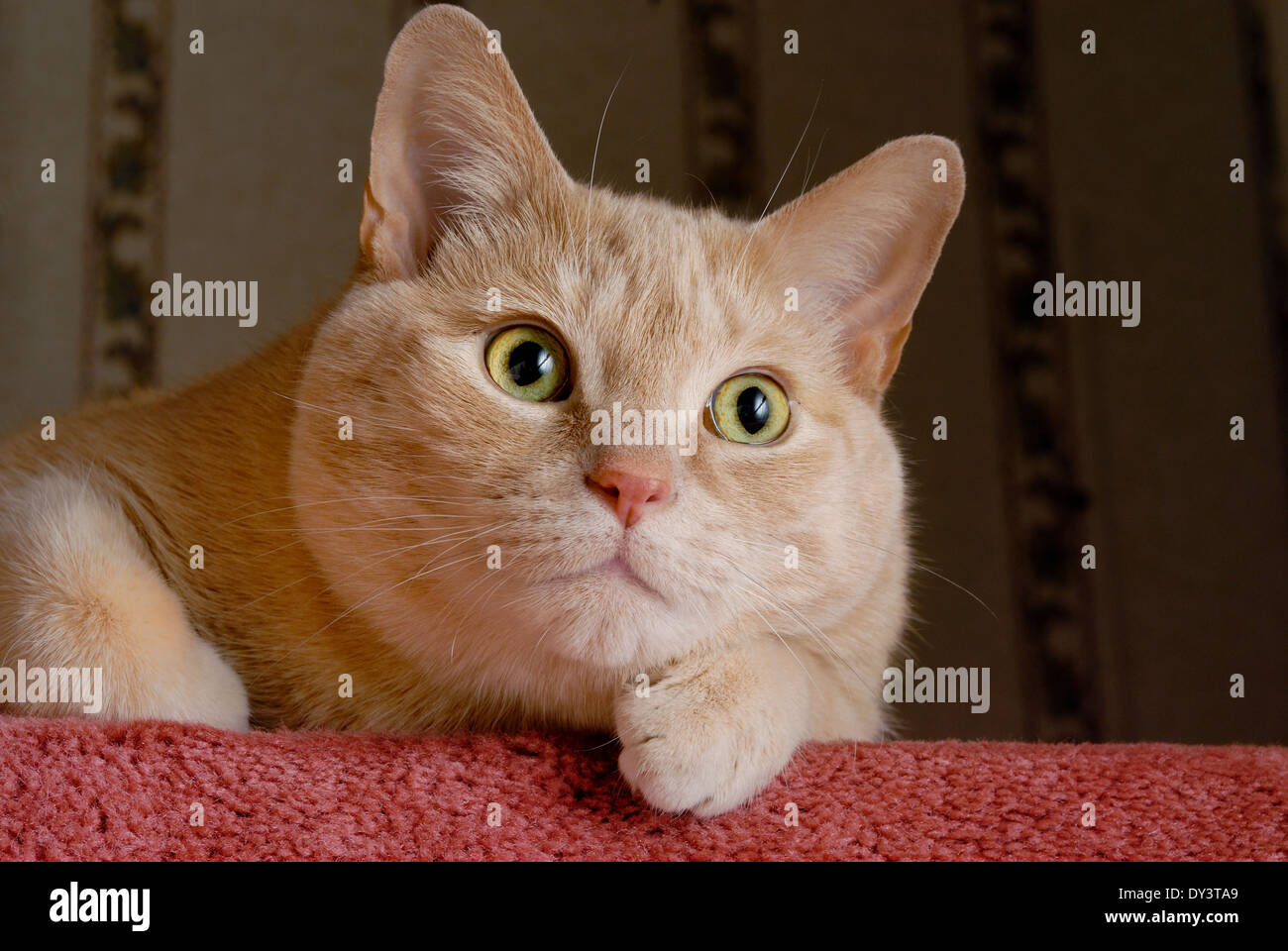 Eine Nahaufnahme Portrait einer orange Tabby Katze, liegend auf dem Teppich. Stockfoto