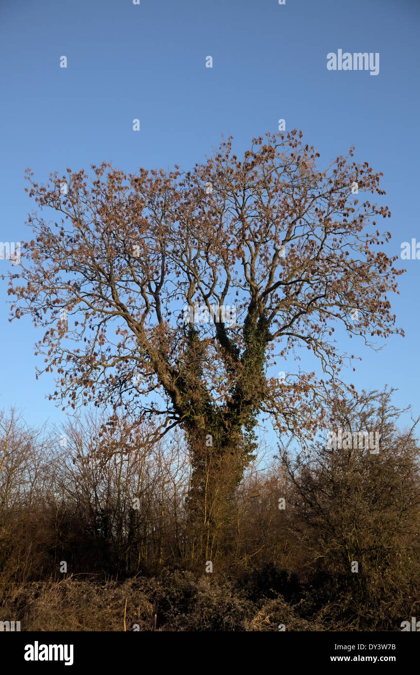 Frazinus Excelsior - gemeine Esche im Winter mit Hedera Helix - Efeu klettern den Kofferraum Stockfoto