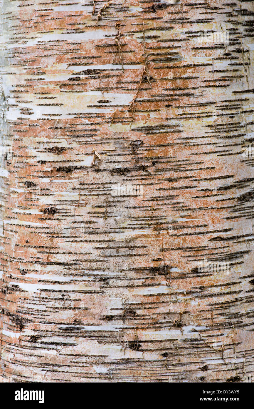 Betula Alnoides. Erle Blatt Birke Baumrinde Stockfoto