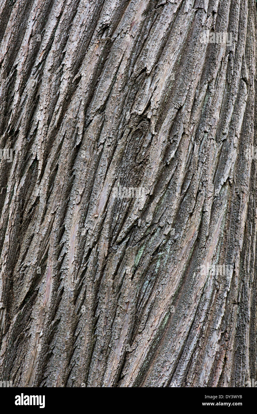 Castanea Sativa. Sweet Chestnut Baumrinde Stockfoto