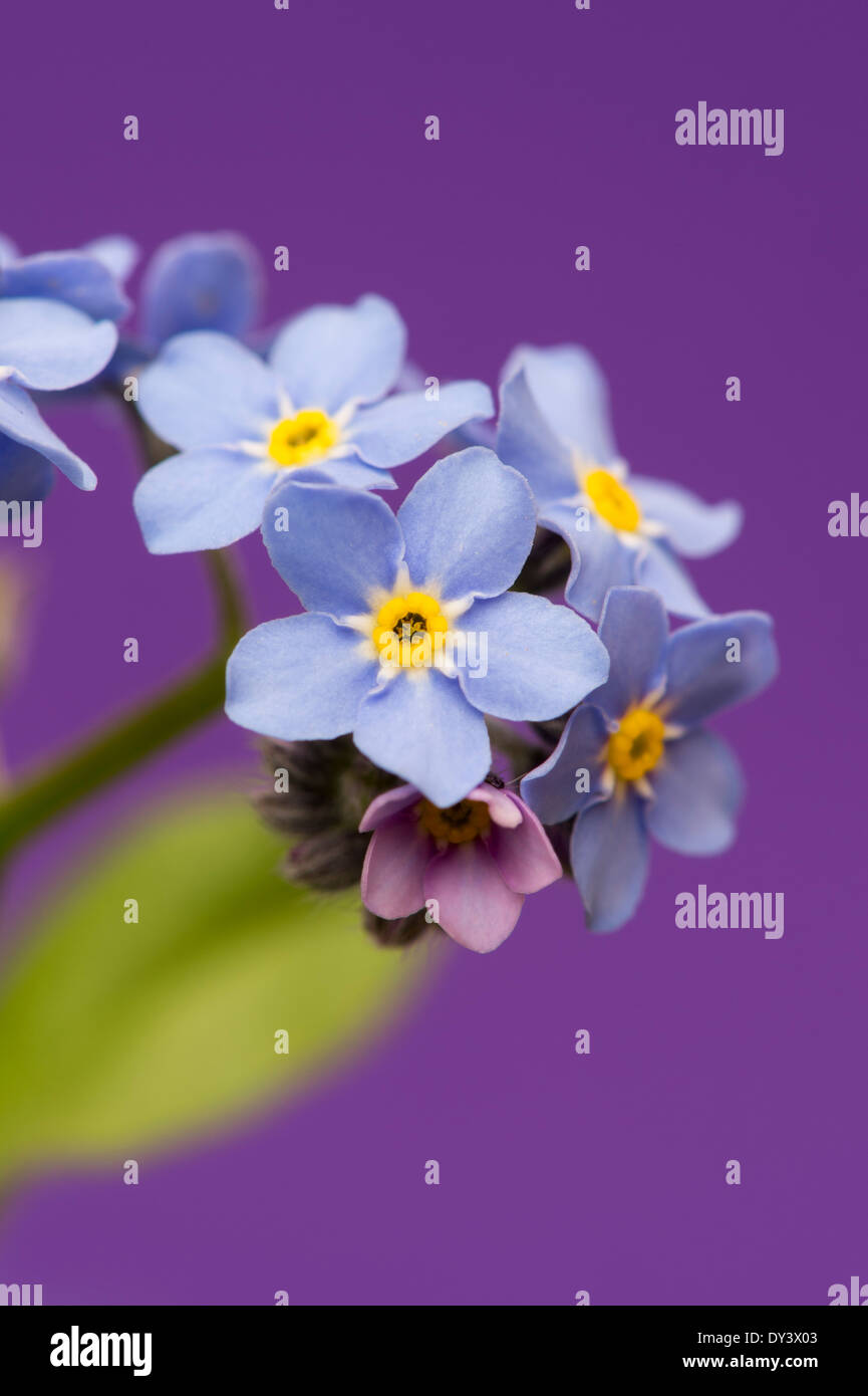 Myosotis Arvensis. Vergiss mich nicht Blumen auf einem lila Hintergrund Stockfoto