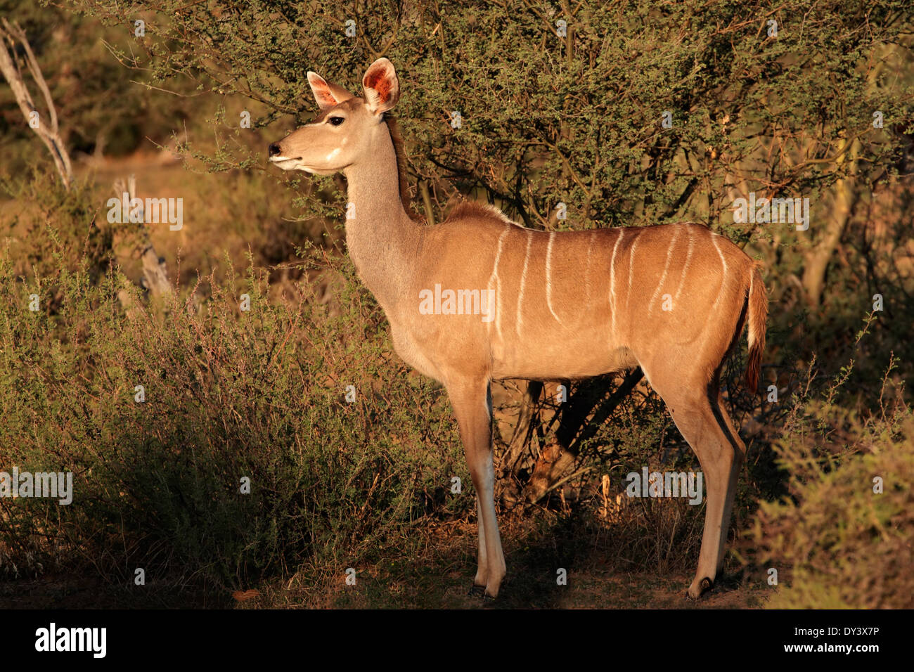 Eine weibliche Kudu-Antilope (Tragelaphus Strepsiceros) im natürlichen Lebensraum, Südafrika Stockfoto
