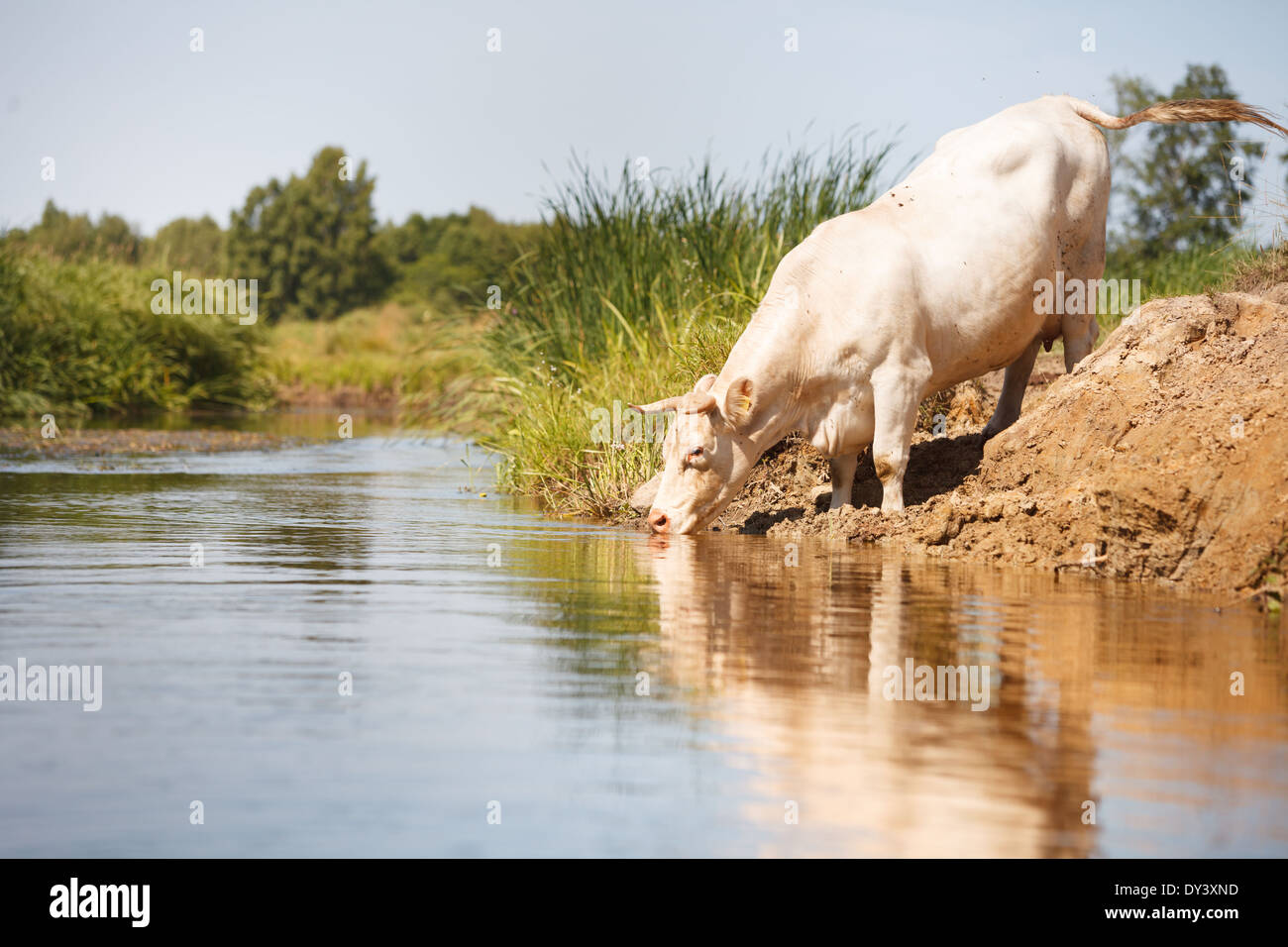 Weiße Kuh trinken Stright aus Fluss, Eco nachhaltige Landwirtschaft Stockfoto