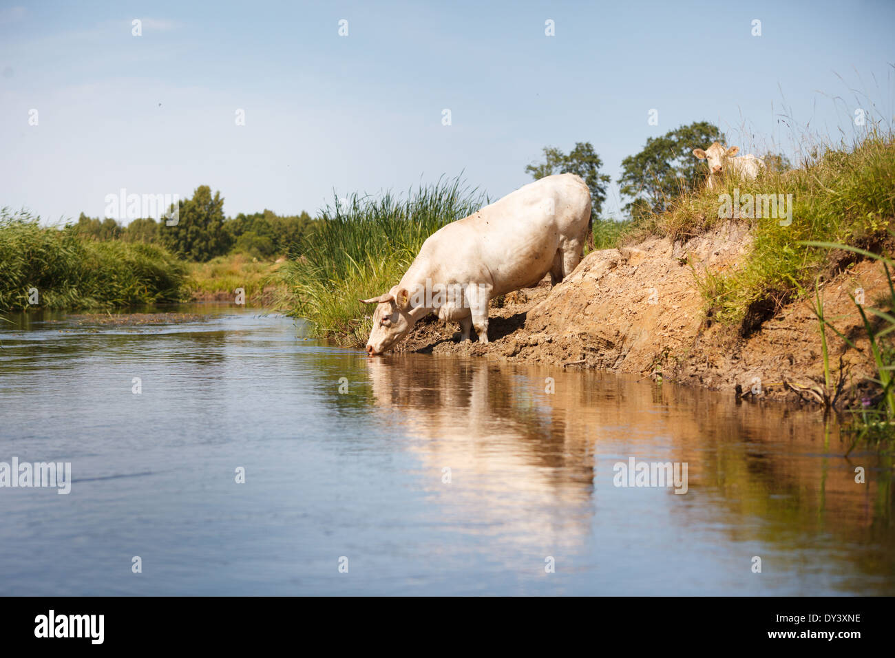 Weiße Kuh trinken Stright aus Fluss, Eco nachhaltige Landwirtschaft Stockfoto