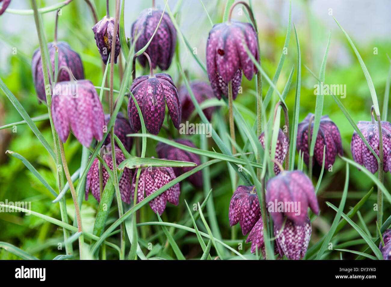 der Schlangenkopf, sterben Schachblume (Fritillaria Meleagris), Blume, Blume, Stockfoto