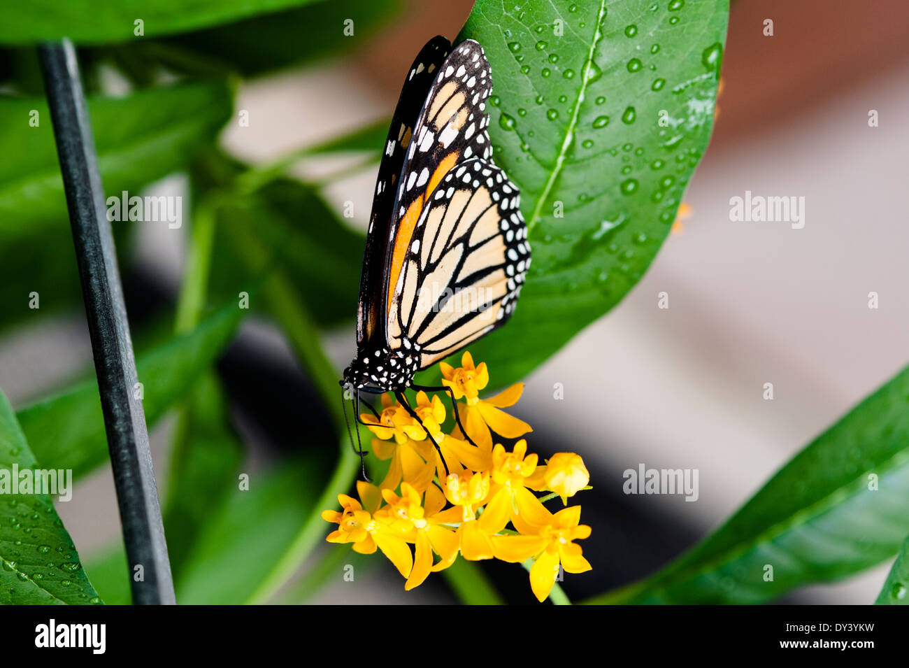 Monarchfalter, Monarchfalter, Danaus Plexippus, Schmetterling, Butterly Stockfoto