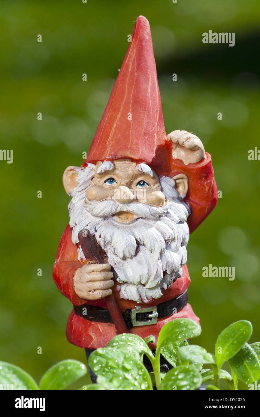 Kleine lustige Gartenzwerg im Garten hinter kleine Sämlinge von Kräutern Stockfoto