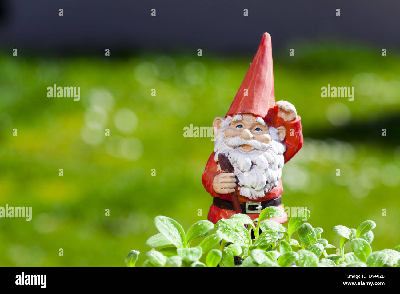 Kleine lustige Gartenzwerg steht draußen im Kräutergarten mit textfreiraum im linken Bereich des Bildes Stockfoto