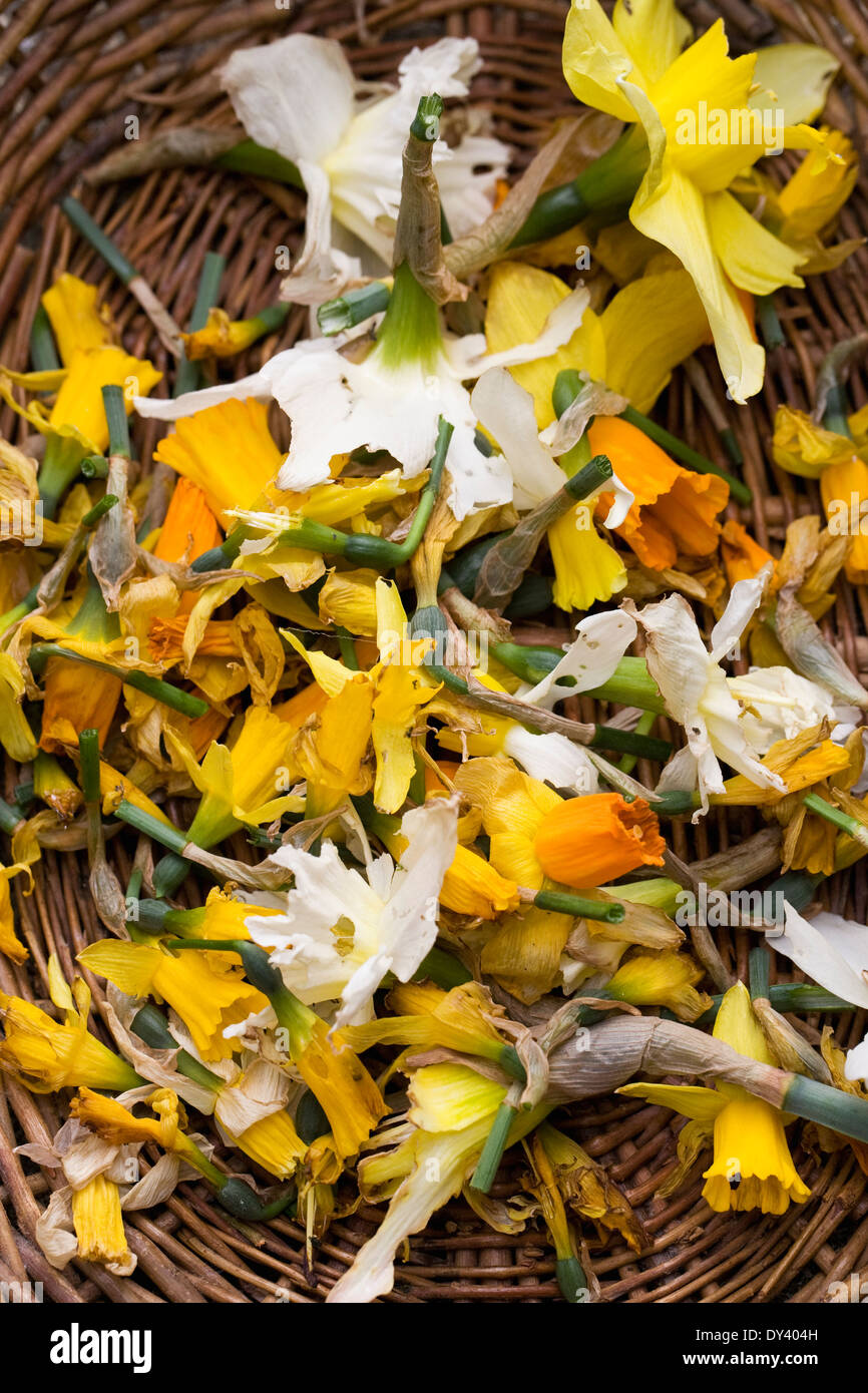 Alten Narzisse Blumen nach deadheading. Narcissus. Stockfoto