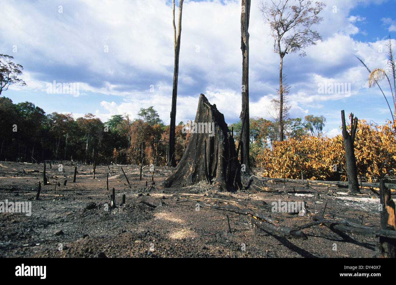 Verbrannter Regenwald, Baumstümpfe auf Feuer, Schrägstrich und Anbau von lokalen Siedler zu verbrennen. Amazonas, Roraima, Boa Vista, Brasilien Stockfoto