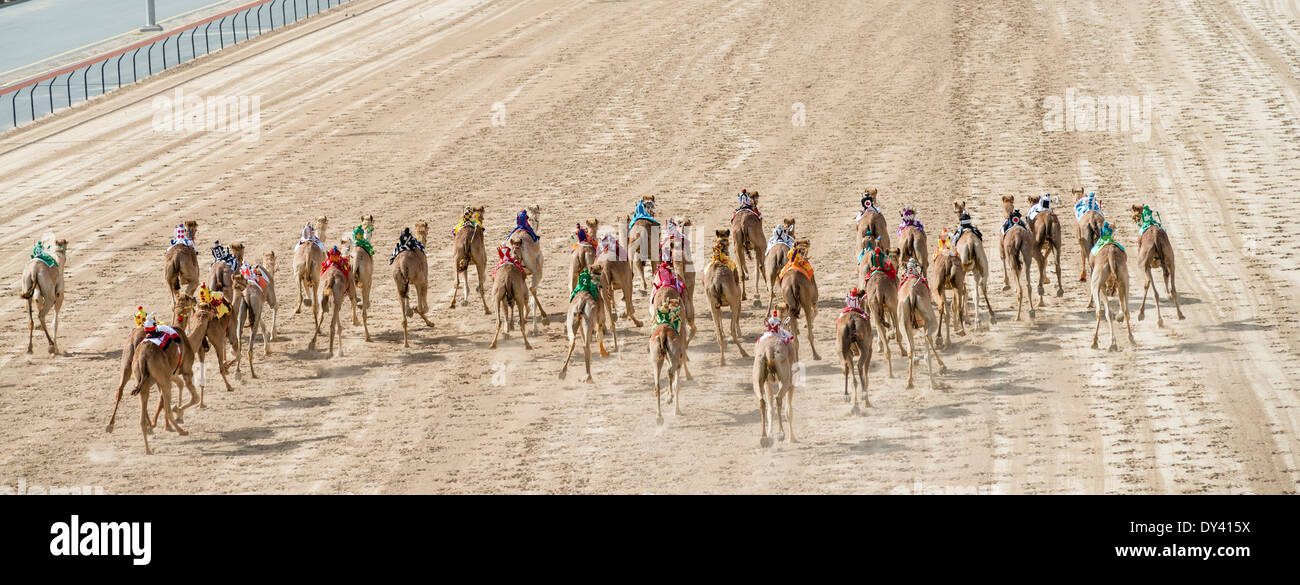 Starten Sie f Kamel Rennen bei Camel racing Festival in Al Marmoum Kamelrennen Rennstrecke in Dubai Vereinigte Arabische Emirate Stockfoto