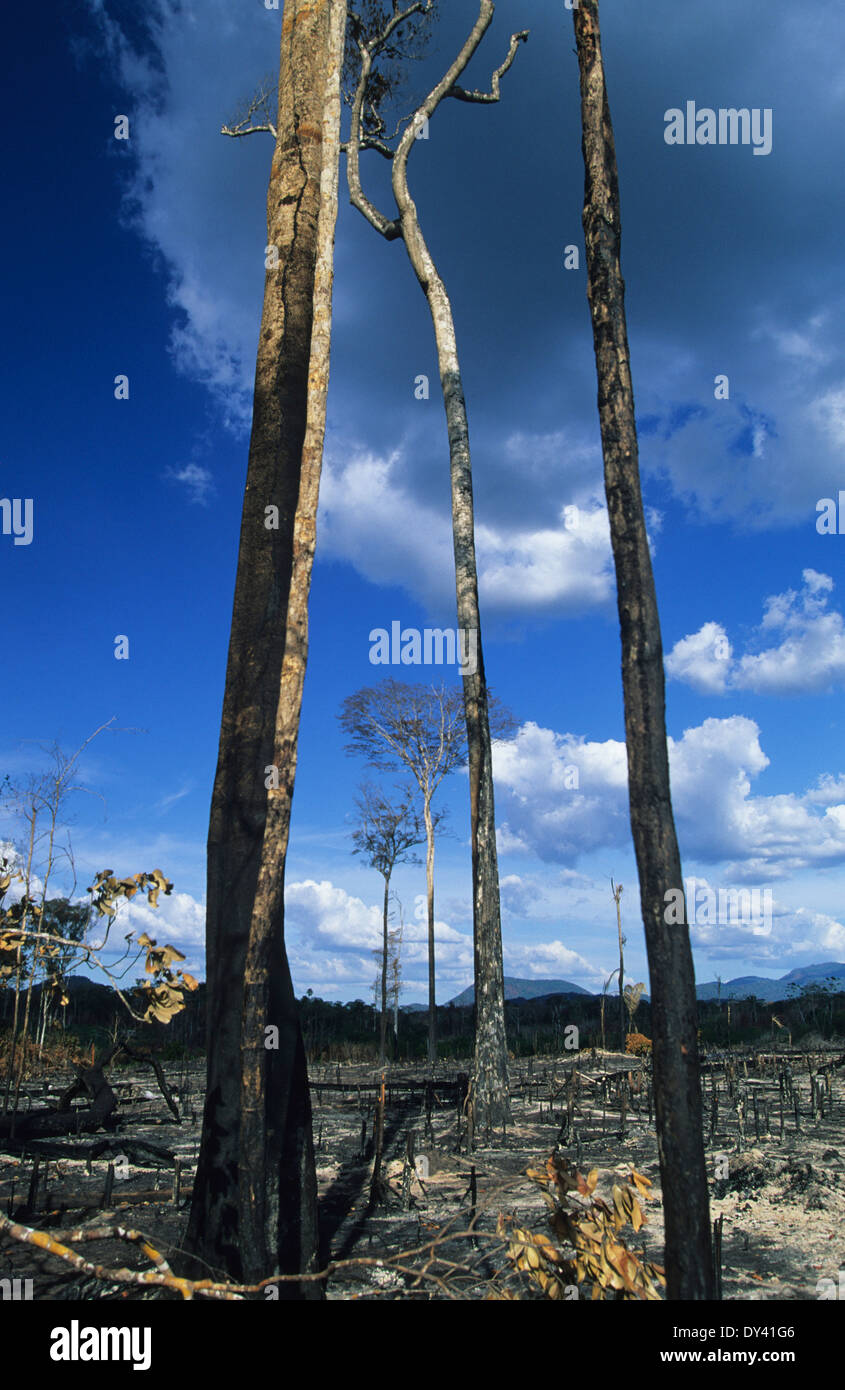 Verbrannter Regenwald, Baumstümpfe auf Feuer, Schrägstrich und Anbau von lokalen Siedler zu verbrennen. Amazonas, Roraima, Boa Vista, Brasilien Stockfoto