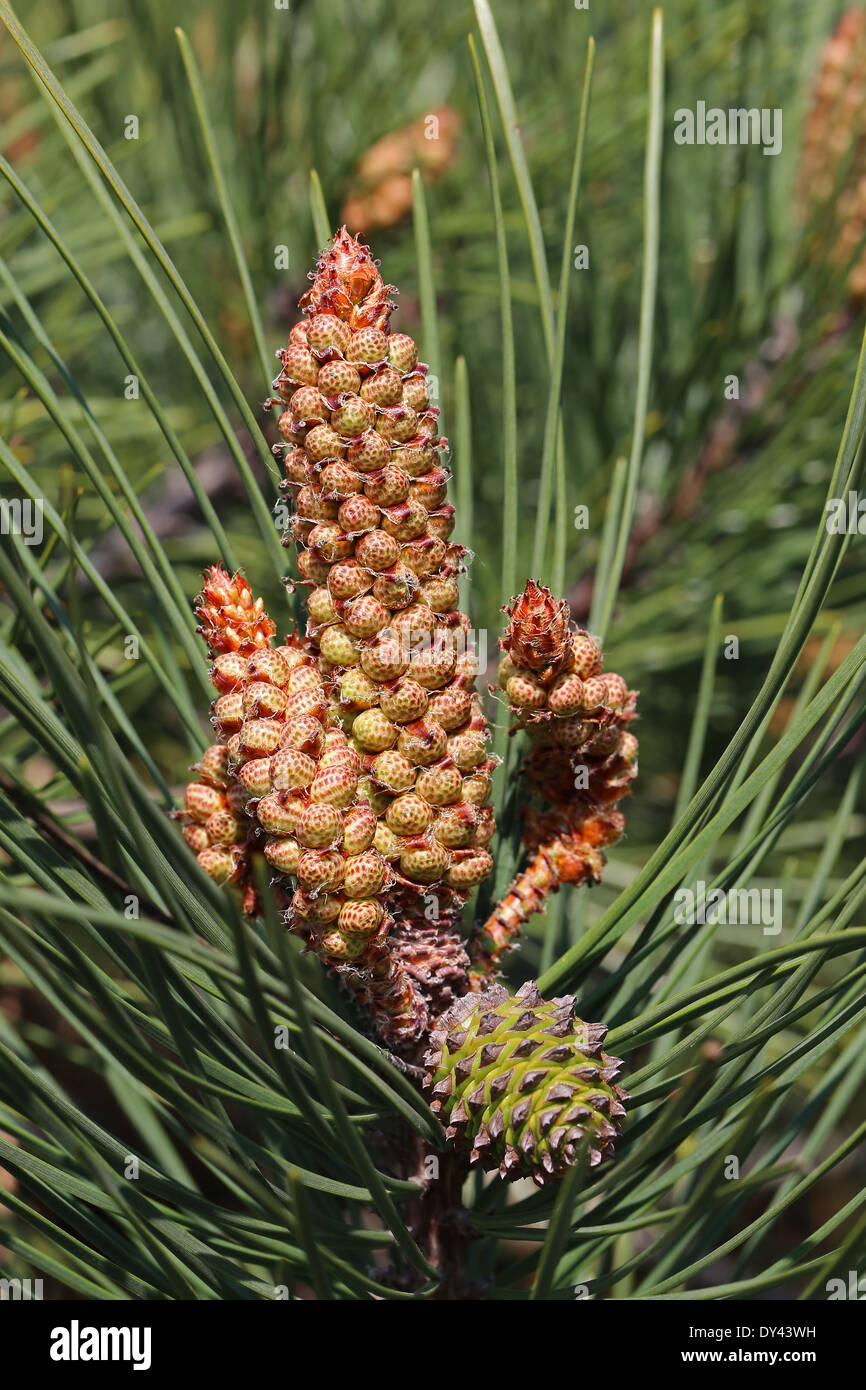 Microsporofilli, Strobili Maschili di Pinus Pinaster. (Gymnospermae). Stockfoto