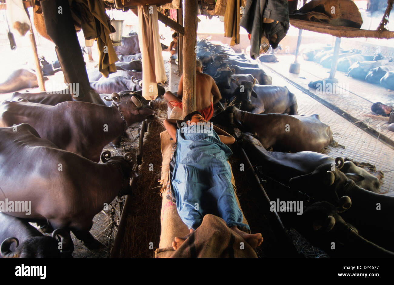 Indien Bombay Mumbai, stabil mit Wasserbüffel für die Milcherzeugung im Wohnbereich in suburban Andheri, Milchmann schlafen nach der Arbeit Stockfoto