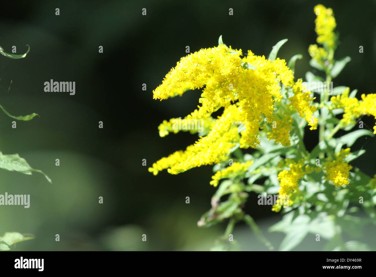 Blütenstände der Goldrute Pflanze. Goldrute ist eine einheimische Pflanze, die in Ontario auf feuchten oder trockenen Gebieten gefunden wird Stockfoto