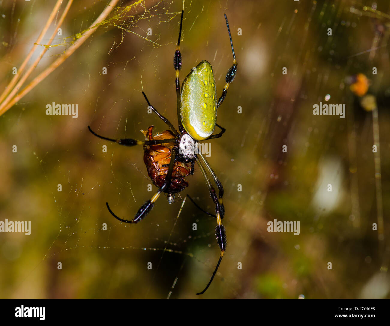 Eine große golden Orb-Weaver Spider jagt auf einen Käfer. Monteverde, Costa Rica. Stockfoto