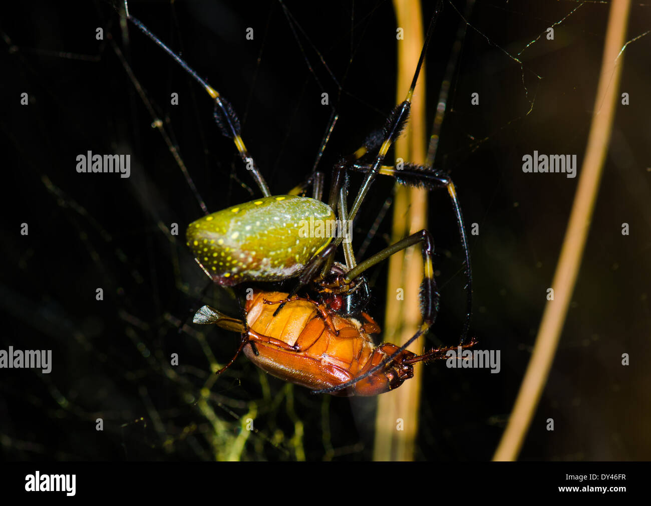 Eine große golden Orb-Weaver Spider jagt auf einen Käfer. Monteverde, Costa Rica. Stockfoto