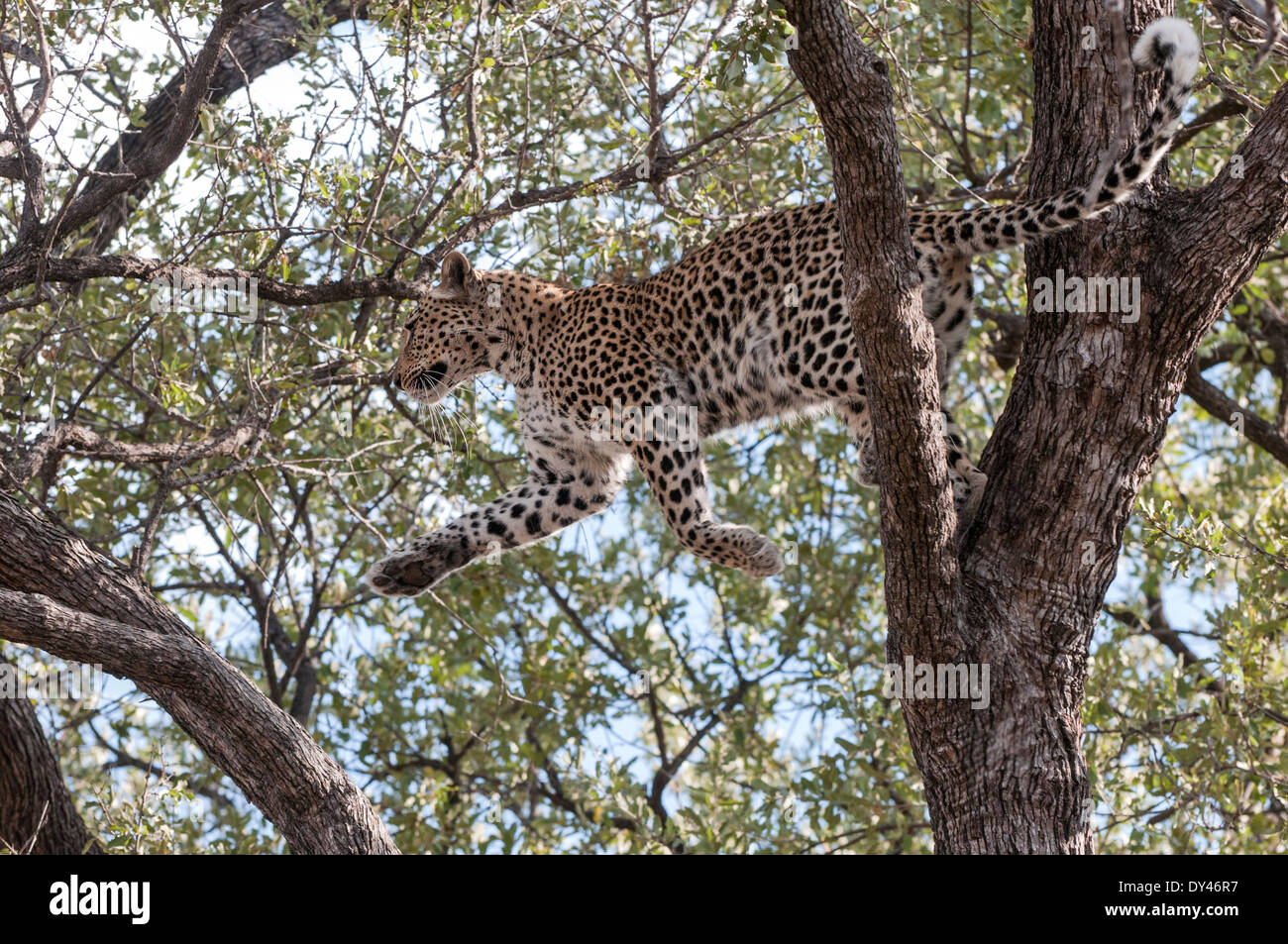 Ein Leopard springen Stockfoto
