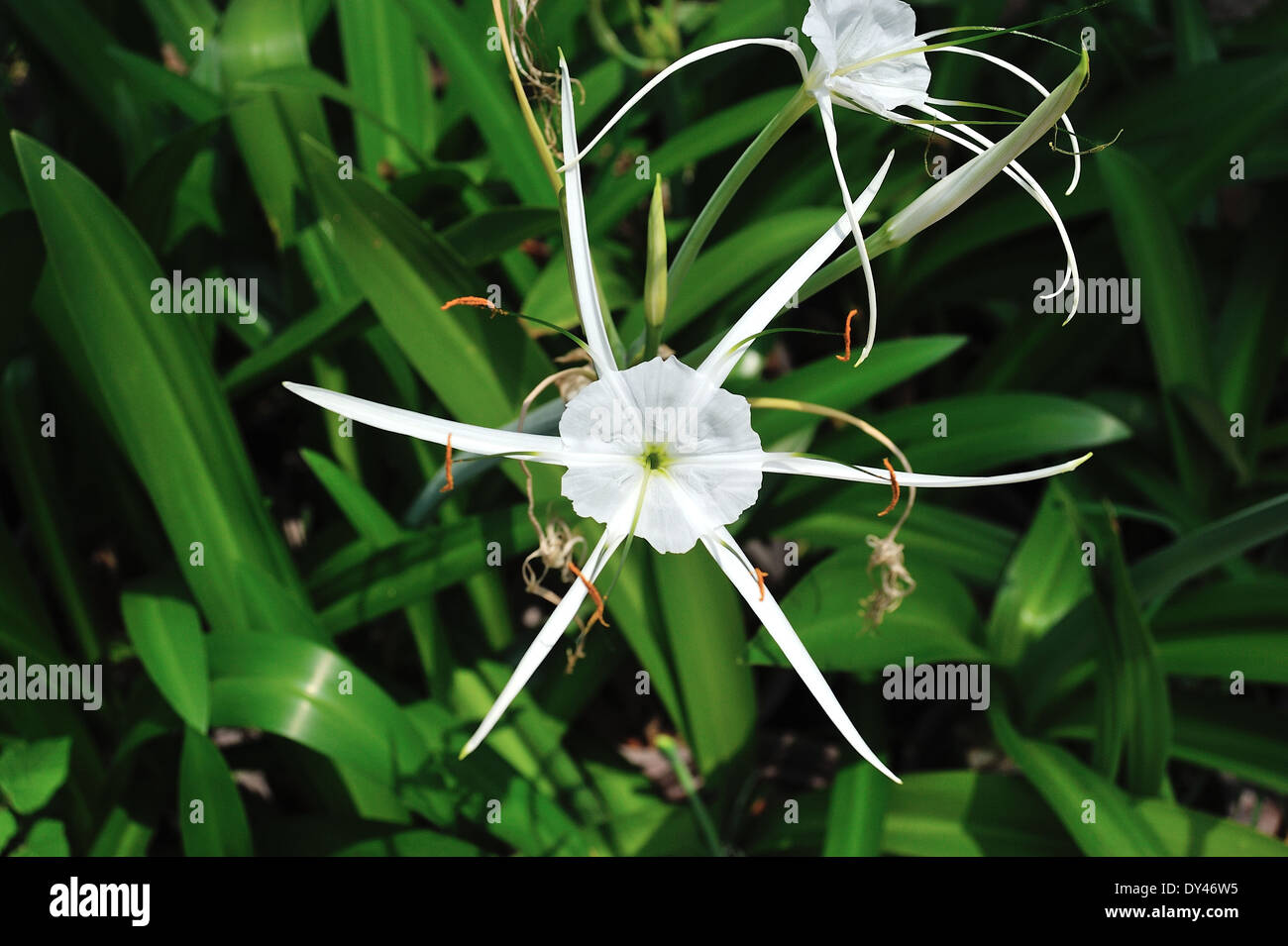Grünlich-färbige Spinnenlilie Hymenocallis speciosa Stockfoto
