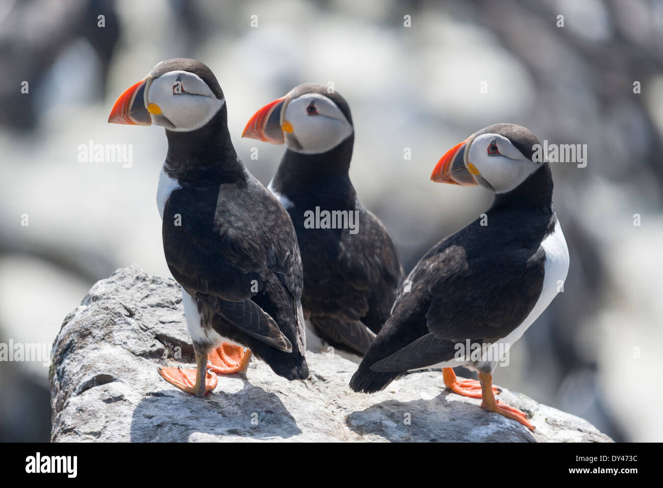 Drei Papageientaucher auf den Farne Islands Stockfoto